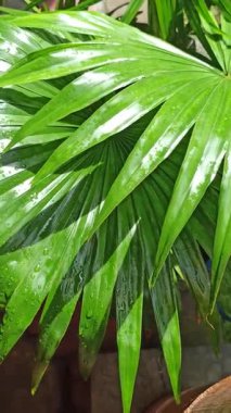 Saribus rotundifolius. Yuvarlak yelpaze şekilli yapraklar zarif bir şekilde büyüyor. Zarif bir tropikal manzara ve süs bahçesi atmosferi yaratıyor.