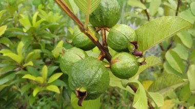 Genç guava meyveleri ağaçta yetişmeye başlar, taze yeşil yapraklarla çevrili, tropikal bir bahçede erken meyve verme aşamasını gösterir..