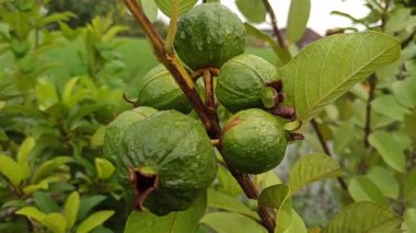 Genç guava meyveleri ağaçta yetişmeye başlar, taze yeşil yapraklarla çevrili, tropikal bir bahçede erken meyve verme aşamasını gösterir..