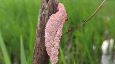 Pirinç tarlalarındaki bitkilere bağlı parlak pembe elma salyangozu kümeleri genç pirinç ekinleri için ciddi bir tehdit oluşturuyor..