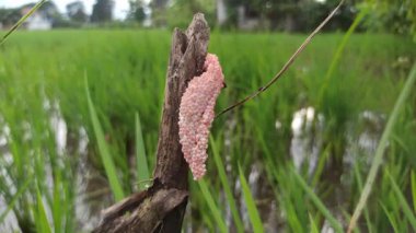 Pirinç tarlalarındaki bitkilere bağlı parlak pembe elma salyangozu kümeleri genç pirinç ekinleri için ciddi bir tehdit oluşturuyor..