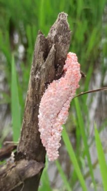 Pirinç tarlalarındaki bitkilere yapışan istilacı altın salyangoz kümeleri genç pirinç ekinlerini ve çiftçileri hasat etmekle tehdit eden ciddi bir haşere sorununun sinyallerini veriyor.