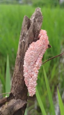 Pirinç tarlalarındaki bitkilere yapışan istilacı altın salyangoz kümeleri genç pirinç ekinlerini ve çiftçileri hasat etmekle tehdit eden ciddi bir haşere sorununun sinyallerini veriyor.