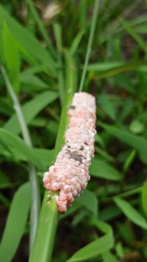 Pirinç tarlalarındaki bitkilere yapışan istilacı altın salyangoz kümeleri genç pirinç ekinlerini ve çiftçileri hasat etmekle tehdit eden ciddi bir haşere sorununun sinyallerini veriyor.