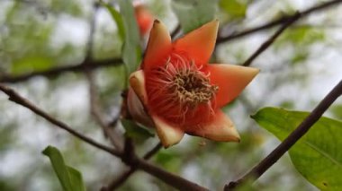 Nar çiçekleri parlak kırmızı tonlarda açar, kalın taç yaprakları ve tropikal zarafeti sergilerken aynı zamanda bahçe bitkilerindeki canlılığı, bereketi ve doğal güzelliği sembolize eder.