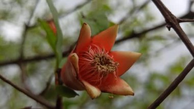 Nar çiçekleri parlak kırmızı tonlarda açar, kalın taç yaprakları ve tropikal zarafeti sergilerken aynı zamanda bahçe bitkilerindeki canlılığı, bereketi ve doğal güzelliği sembolize eder.