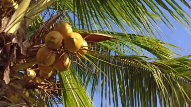 Kelapa gading parlak sarı rengini ve taze tropikal görünümünü gösteren bir hindistan cevizi ağacının tepesinde asılı, güneşli bir açık havada doğal meyve büyümesini temsil ediyor.
