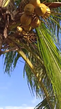 Kelapa gading parlak sarı rengini ve taze tropikal görünümünü gösteren bir hindistan cevizi ağacının tepesinde asılı, güneşli bir açık havada doğal meyve büyümesini temsil ediyor.