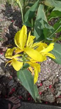 Sarı nilüfer çiçekleri taze tropikal yapraklar ve yemyeşil yapraklarla ışıl ışıl açar ve doğal gün ışığında canlı bir bahçe sahnesi yaratır..