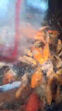 Renkli koi balıklarının su yüzeyinde toplanıp sakin ve güzel bir doğa deneyimi yarattıkları gölette rahatlatıcı bir koi balığı besleme anı..