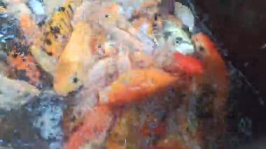 Renkli koi balıklarının su yüzeyinde toplanıp sakin ve güzel bir doğa deneyimi yarattıkları gölette rahatlatıcı bir koi balığı besleme anı..