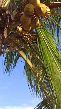 Siyah ve beyaz keçiler açık bir çim tarlasında özgürce otlarlar. Doğal gün ışığı altında sakin bir kırsal tarım sahnesi gösterirler..