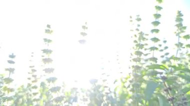 Ocimum bazilika (fesleğen), aromatik yaprakları ve yemek pişirme ve bitkisel geleneklerde yaygın kullanımıyla bilinen bahçede taze olarak yetişir..