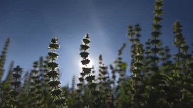 Ocimum bazilika (fesleğen), aromatik yaprakları ve yemek pişirme ve bitkisel geleneklerde yaygın kullanımıyla bilinen bahçede taze olarak yetişir..