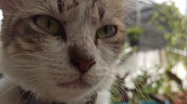 Şirin bir kedi bir evin önünde sevimli bir poz verir, sıcak ve eğlenceli bir an yaratır sıcak bir ev arka planı ve dost canlısı bir komşuluk atmosferi..