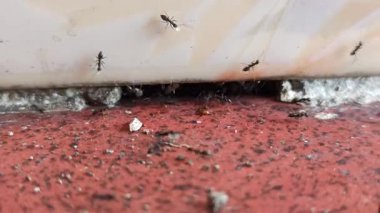 Siyah karıncalar yumurtalarını daha güvenli bir yere taşırken birlikte çalışırlar. Güçlü takım çalışması ve hayatta kalma içgüdüleri gösterirler..