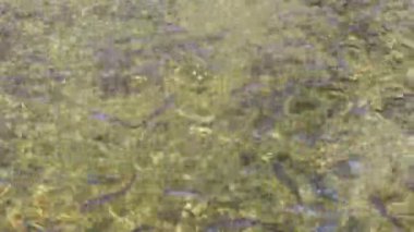 Catfish, havuz temizlendikten sonra temiz suda yüzerek tatlı su balık çiftliği için daha sağlıklı koşulları gösterir..