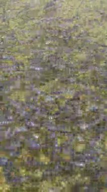 Catfish, havuz temizlendikten sonra temiz suda yüzerek tatlı su balık çiftliği için daha sağlıklı koşulları gösterir..