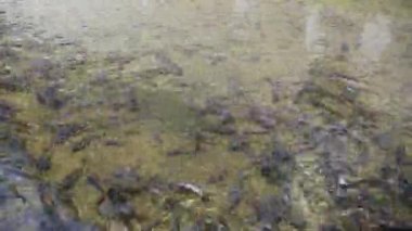 Catfish, havuz temizlendikten sonra temiz suda yüzerek tatlı su balık çiftliği için daha sağlıklı koşulları gösterir..