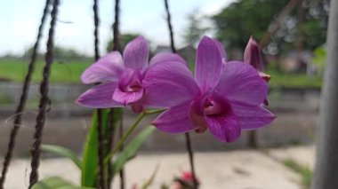 Sersemletici Phalaenopsis orkidesi (anggrek bulan) yumuşak yapraklarla zarif bir şekilde çiçek açar ve evler ve bahçeler için favori süs çiçeği haline gelir..