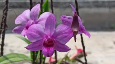 Sersemletici Phalaenopsis orkidesi (anggrek bulan) yumuşak yapraklarla zarif bir şekilde çiçek açar ve evler ve bahçeler için favori süs çiçeği haline gelir..