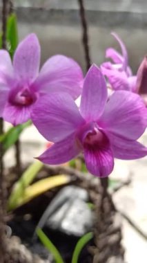Sersemletici Phalaenopsis orkidesi (anggrek bulan) yumuşak yapraklarla zarif bir şekilde çiçek açar ve evler ve bahçeler için favori süs çiçeği haline gelir..