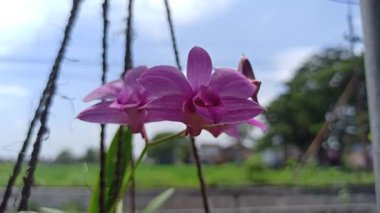 Sersemletici Phalaenopsis orkidesi (anggrek bulan) yumuşak yapraklarla zarif bir şekilde çiçek açar ve evler ve bahçeler için favori süs çiçeği haline gelir..