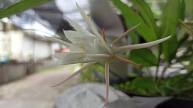 Büyük beyaz taç yaprakları ve nadir gece açan güzelliğiyle tanınan Wijaya Kusuma çiçeğinin zarif çiçekleri eşsiz ve dramatik görünüşüyle tropikal bahçelere hayran kalmıştır.