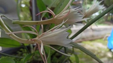 Büyük beyaz taç yaprakları ve nadir gece açan güzelliğiyle tanınan Wijaya Kusuma çiçeğinin zarif çiçekleri eşsiz ve dramatik görünüşüyle tropikal bahçelere hayran kalmıştır.