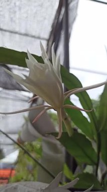 Büyük beyaz taç yaprakları ve nadir gece açan güzelliğiyle tanınan Wijaya Kusuma çiçeğinin zarif çiçekleri eşsiz ve dramatik görünüşüyle tropikal bahçelere hayran kalmıştır.