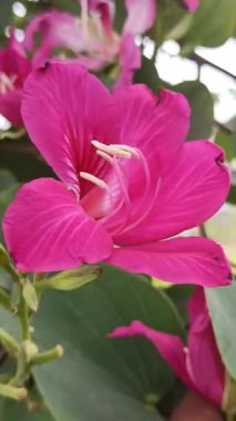 Çiçek açmış güzel bir Hong Kong orkidesi, çarpıcı mor taç yaprakları ve tropikal bahçelerde ve şehir manzaralarında süslemeleriyle tanınır..