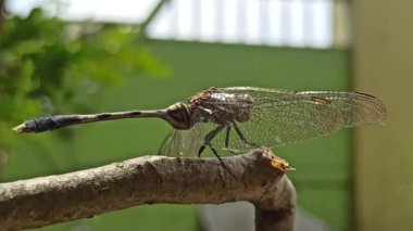 Evinin bahçesinde dinlenen bir yusufçuk, şeffaf kanatlarını ve narin bedenini, sakin bir açık hava ortamında bitkilerin arasında tünemiş olarak gösteriyor..