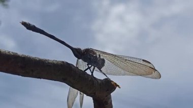 Evinin bahçesinde dinlenen bir yusufçuk, şeffaf kanatlarını ve narin bedenini, sakin bir açık hava ortamında bitkilerin arasında tünemiş olarak gösteriyor..