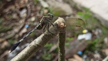 Evinin bahçesinde dinlenen bir yusufçuk, şeffaf kanatlarını ve narin bedenini, sakin bir açık hava ortamında bitkilerin arasında tünemiş olarak gösteriyor..