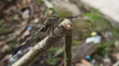 Evinin bahçesinde dinlenen bir yusufçuk, şeffaf kanatlarını ve narin bedenini, sakin bir açık hava ortamında bitkilerin arasında tünemiş olarak gösteriyor..