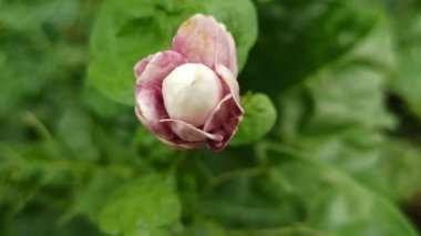 Çiçek açmış narin bir yasemin çiçeği, saf beyaz yapraklarını ve zarif kokusunu sergiliyor, sık sık bahçelerde takdir ediliyor ve geleneksel çiçek aranjmanlarında yaygın olarak kullanılıyor..