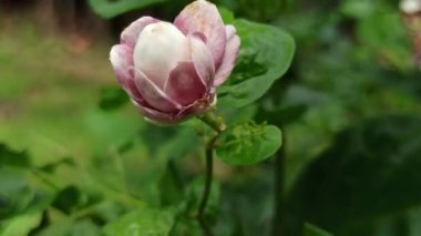 Çiçek açmış narin bir yasemin çiçeği, saf beyaz yapraklarını ve zarif kokusunu sergiliyor, sık sık bahçelerde takdir ediliyor ve geleneksel çiçek aranjmanlarında yaygın olarak kullanılıyor..