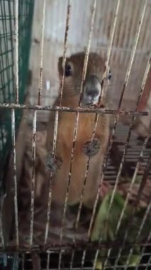 Bir sincap kafesin içinde oturur, küçük çevik vücudunu, çalı kuyruğunu ve etrafındakileri gözlemlerken tuhaf davranışlarını gösterir..