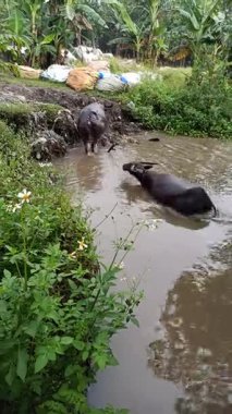 Nehirde yıkanırken birkaç su bufalosu serinliyor, kırsal alanda geleneksel tarım hayatını ve çiftlik hayvanlarını yansıtan yaygın bir etkinlik.