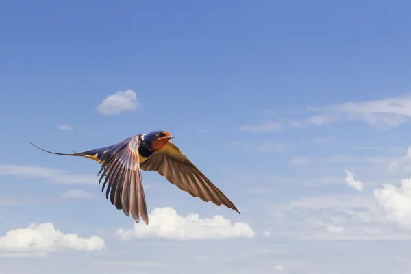 Golondrina en vuelo en cielos nublados azules —  Fotos de Stock