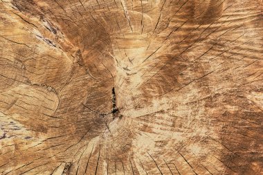 Eski yıpranmış kırık ahşap gövde kesiti