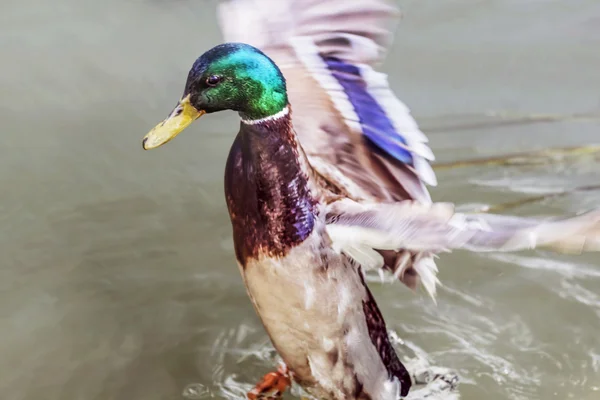 Yaban ördeği Drake kanat almaya hazırlanıyor — Stok fotoğraf