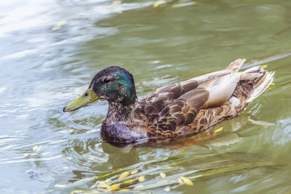 Young Mallard Drake Natación — Foto de Stock