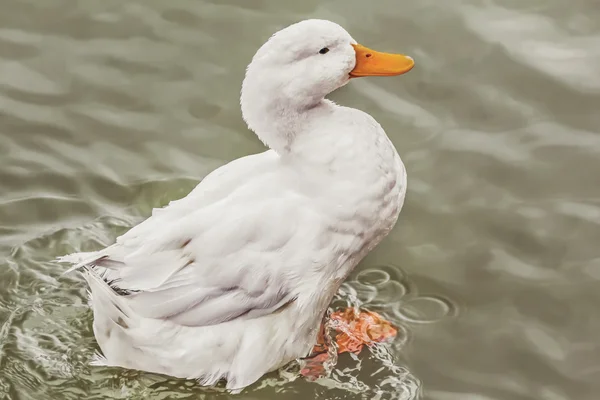 Domestic Duck Swimming — Stock Photo, Image