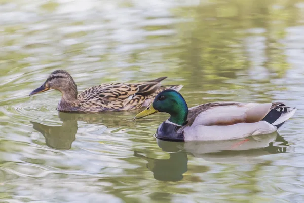 Mallard Drake y el pato nadando — Foto de Stock