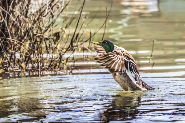 Mallard Drake Preparándose Para Tomar Ala — Foto de Stock