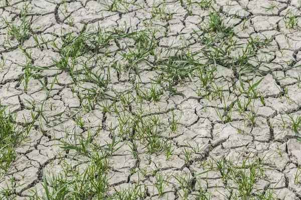 Suelo seco agrietado desolado estéril con parches de hierba —  Fotos de Stock