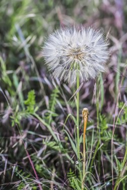 Bir karahindiba Başkanı tüylü tohum bir Blowball