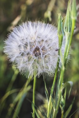 Bir karahindiba Başkanı tüylü tohum bir Blowball