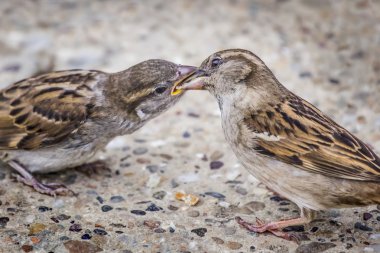 Youngling Yellow-Beak Sparrow Fed By Its Parent clipart